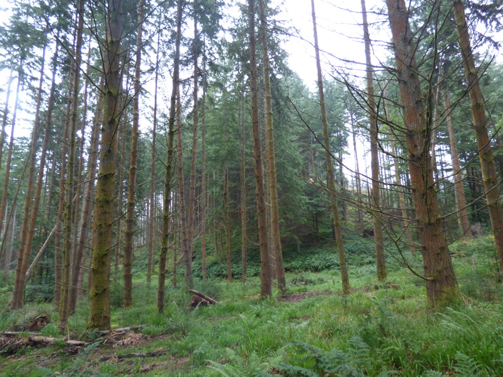 Inver Wood, depicting a typical coniferous plantation on ancient woodland site adjacent to the proposed scheme.