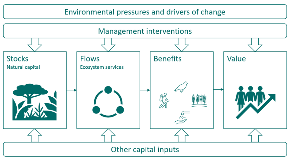 Figure 1-1: Natural capital logic chain, redrawn from Defra's ENCA guidance, as described in the text above